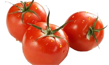 Cà chua an toàn